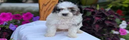 Maltipoo dogs for sale: Kai - Ad 5