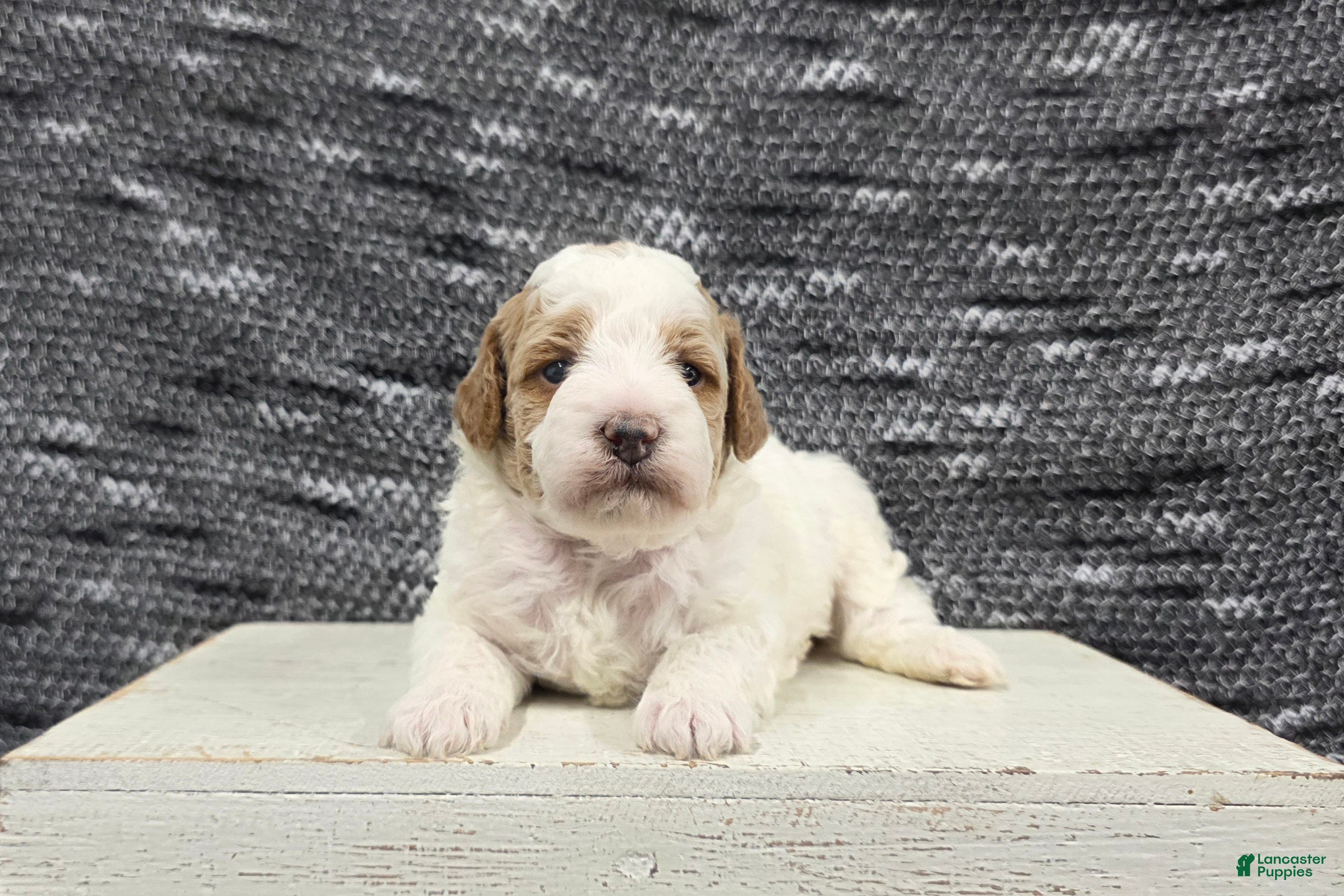 Miniature Poodle dogs Max - Ad 2