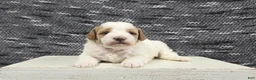 Miniature Poodle dogs for sale: Max - Ad 2