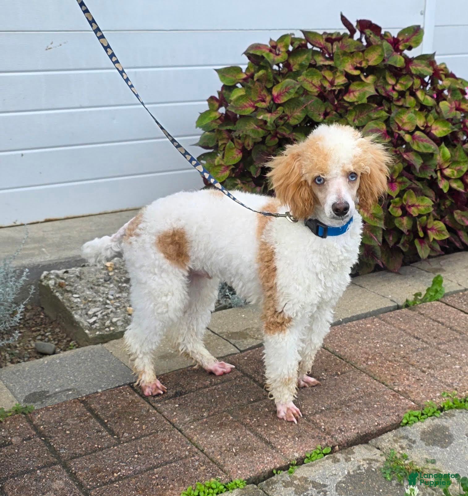 Miniature Poodle dogs Graham Miniature Poodle Puppy  leash trained - Ad 1
