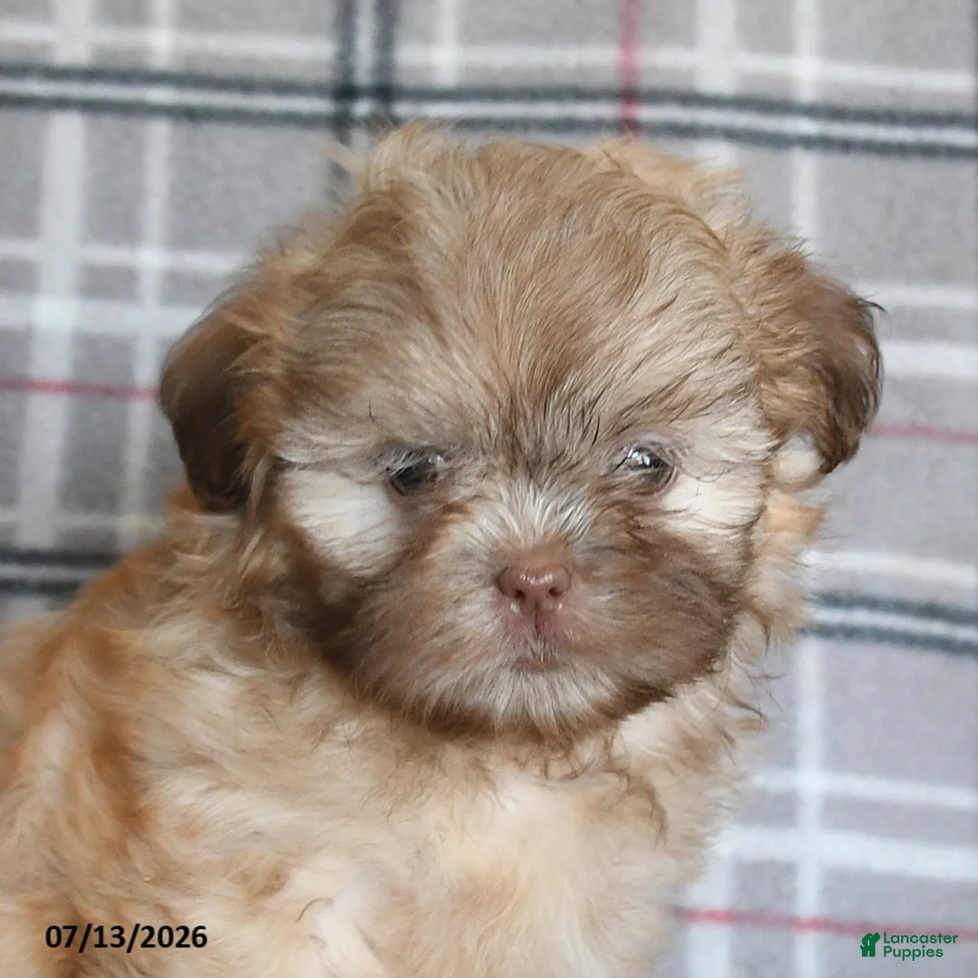 Shih Tzu dogs for sale: Sonny - Ad 5