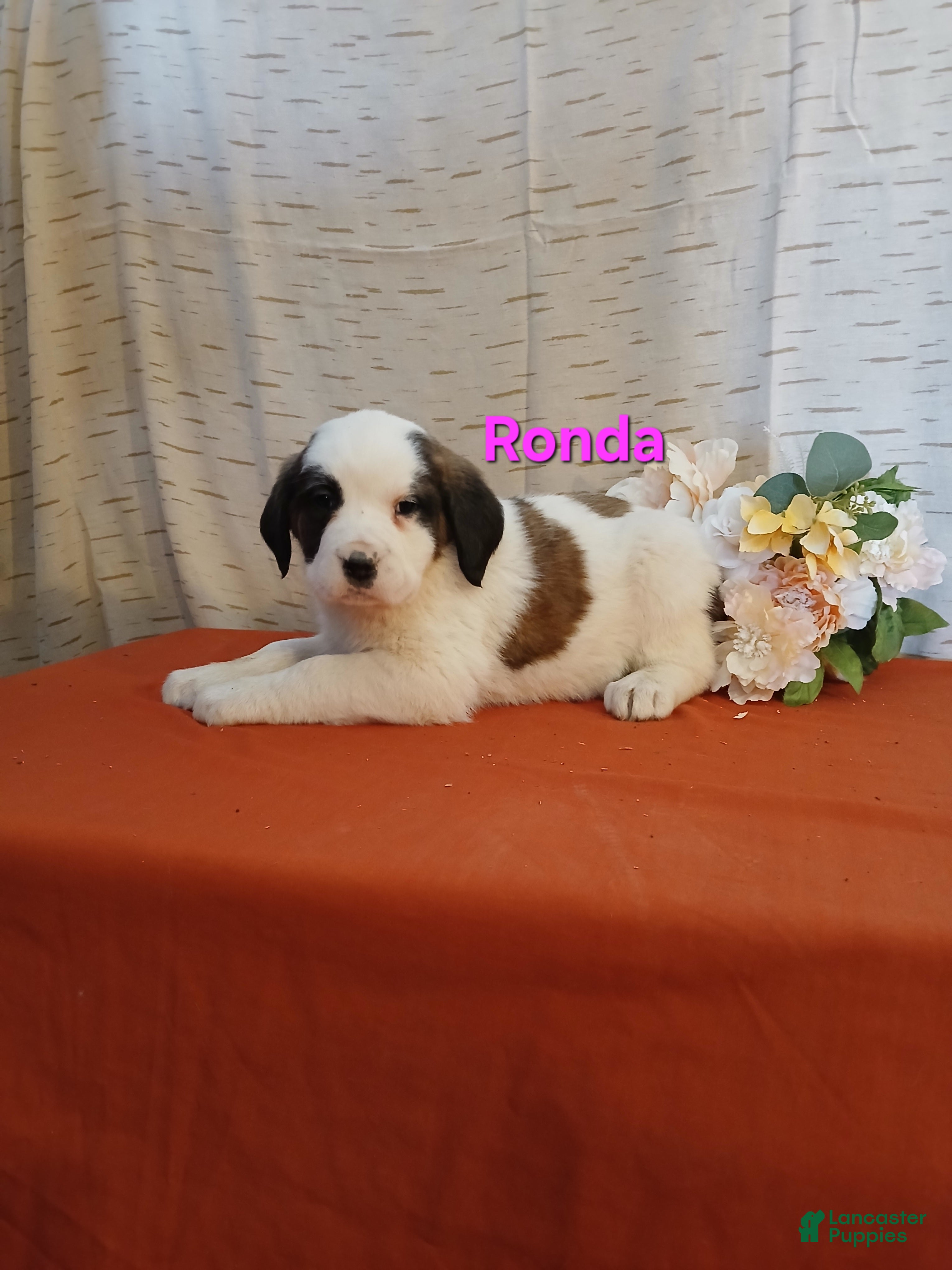 Saint Bernard dogs Ronda - Ad 31