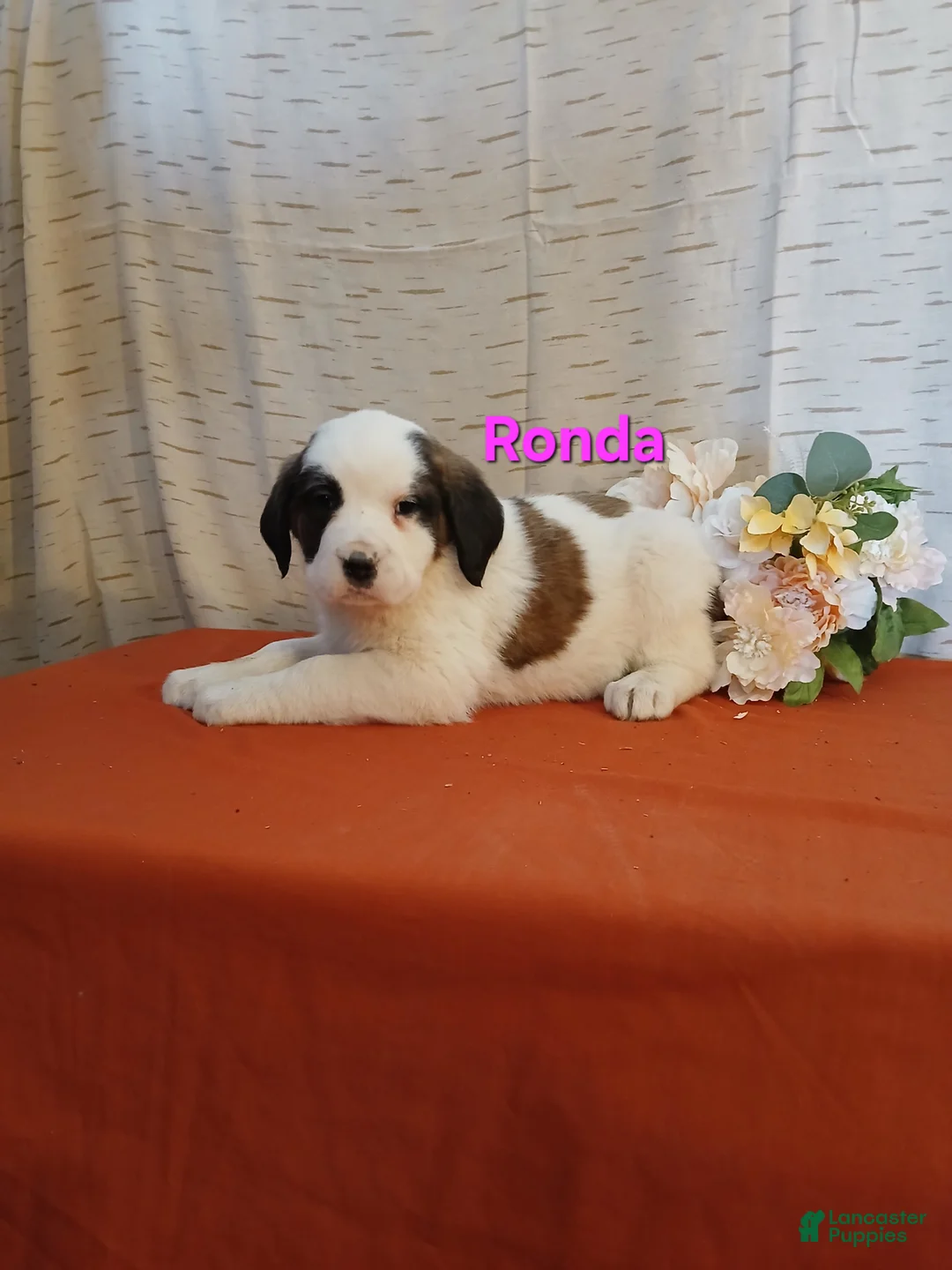 Saint Bernard dogs for sale: Ronda - Ad 1