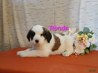 Saint Bernard dogs Ronda - Ad 31