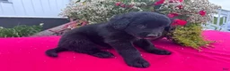 Mixed Breed dogs for sale: Leo - Ad 4