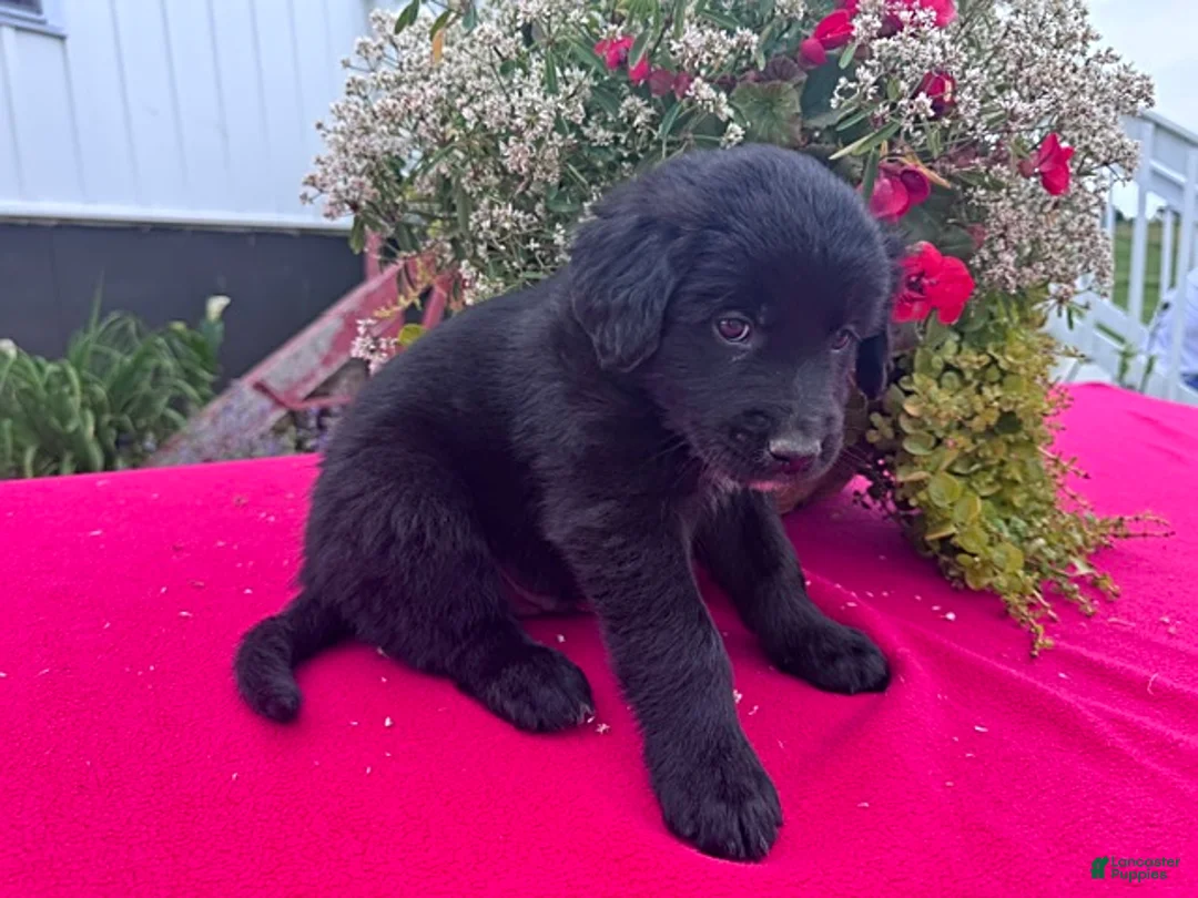 Mixed Breed dogs for sale: Leo - Ad 4