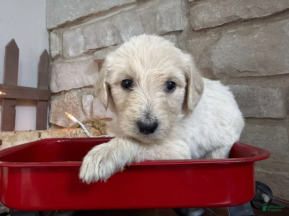 Labradoodle dogs Sage (Girl) - Ad 2