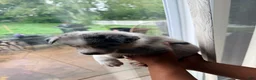Mixed Breed dogs for sale: Ice - Ad 3