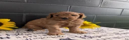 Goldendoodle dogs for sale: Lolly  - Ad 7