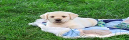 Labrador Retriever dogs for sale: Rodney - Ad 3