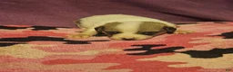 Chihuahua dogs for sale: Charlie - Ad 11