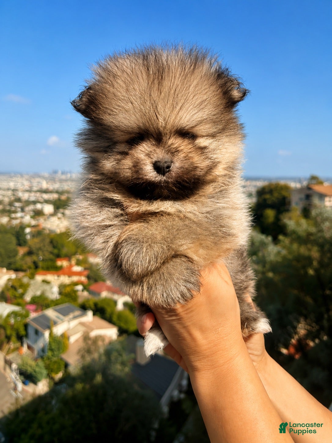 Pomeranian dogs Teddy - Ad 2