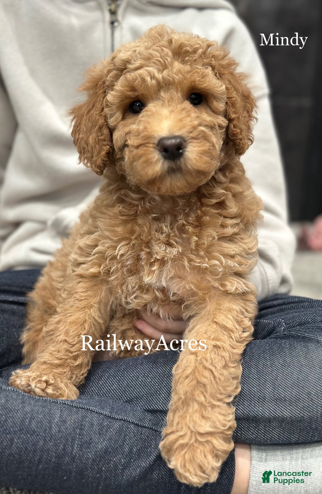 Goldendoodle dogs for sale: Mindy - Ad 2