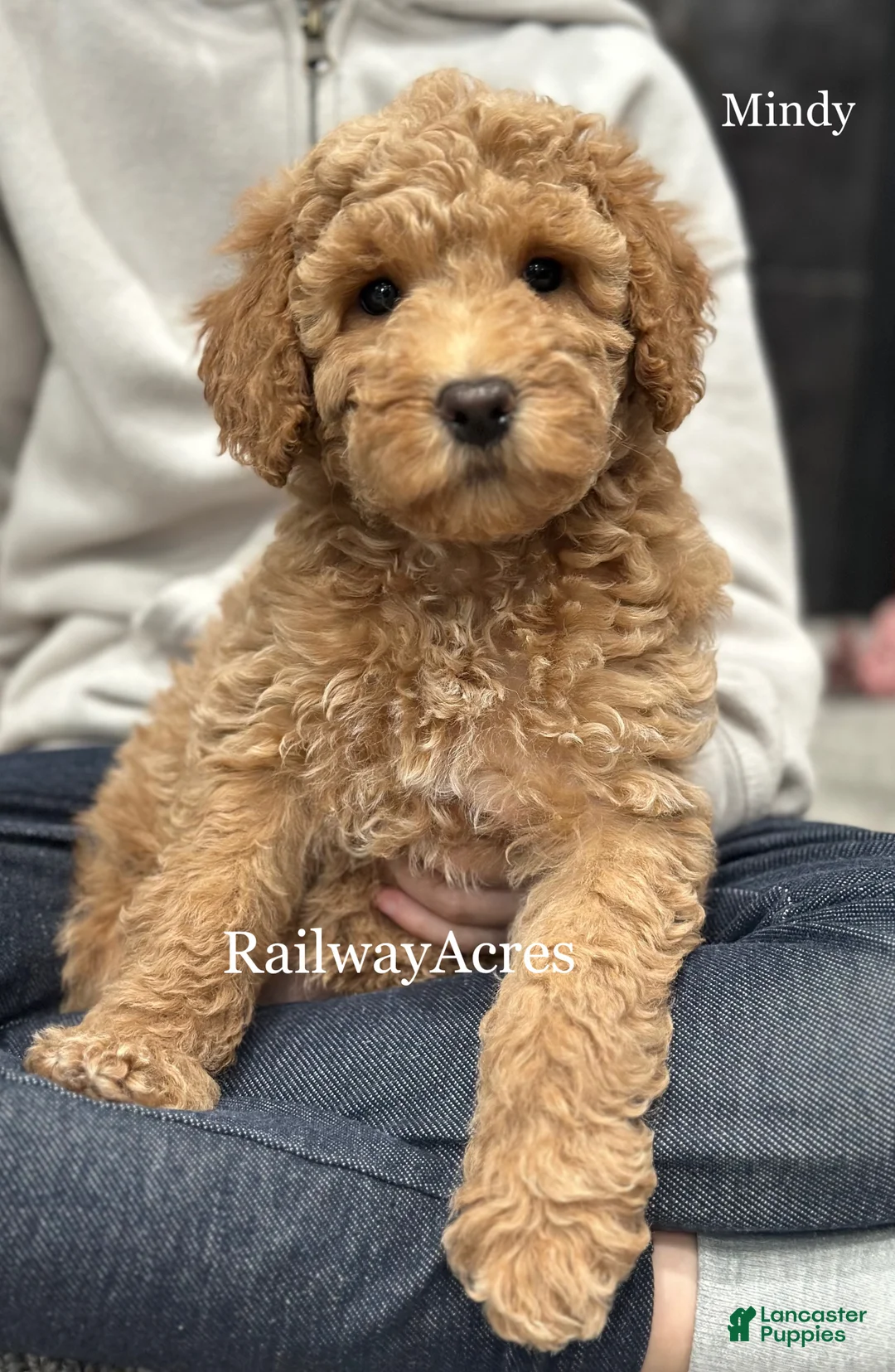 Goldendoodle dogs for sale: Mindy - Ad 2