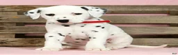 Dalmatian dogs for sale: Julie - Ad 5