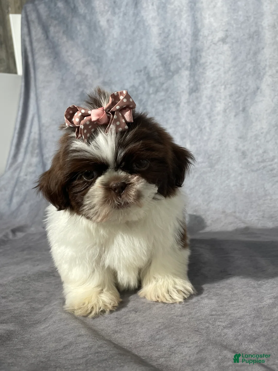 Shih Tzu dogs for sale: Valerie  - Ad 1