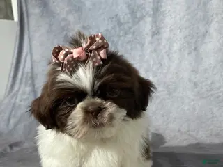 Shih Tzu dogs for sale: Valerie - Ad 1