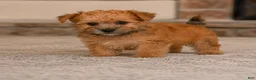 Morkie dogs for sale: Morkie 2 - Ad 4