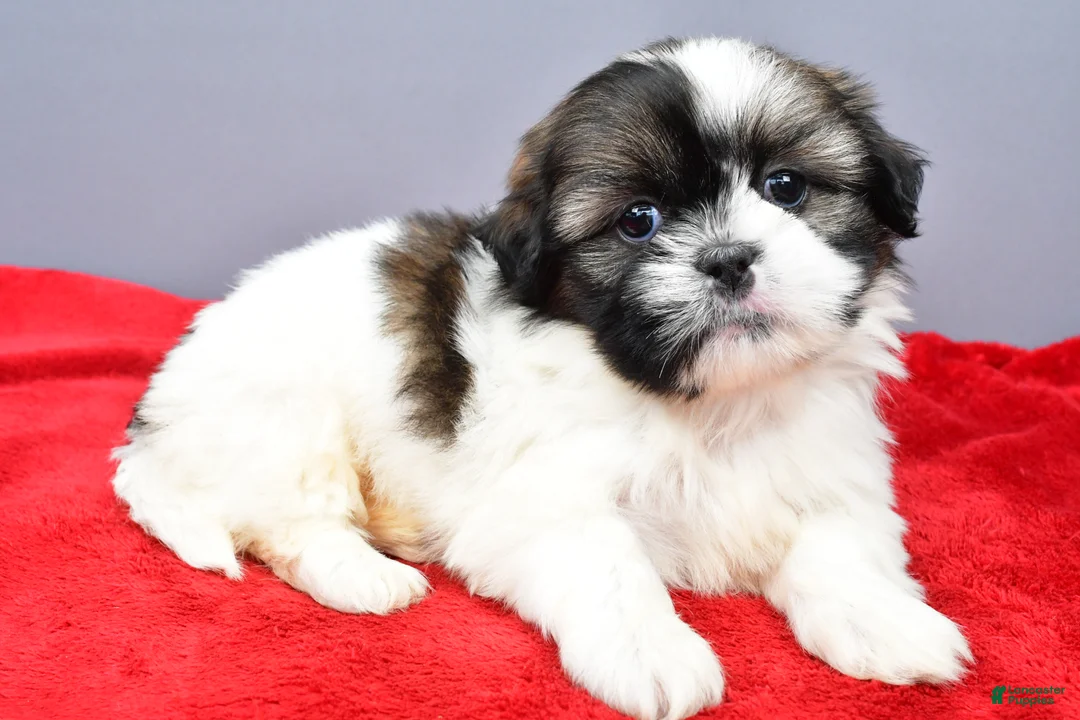 Shih Tzu dogs for sale: Remi - Ad 1