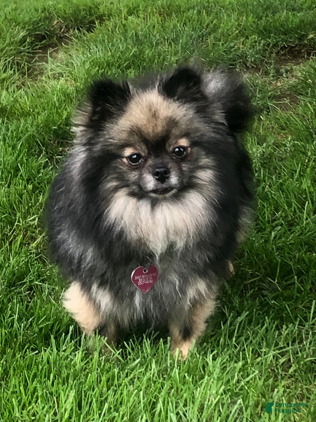 Pomeranian dogs for sale: Pomeranian Puppy 1 - Ad 5