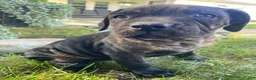 Cane Corso dogs for sale: Jenna - Ad 7