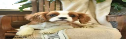 Cavalier King Charles Spaniel dogs for sale: Snickers - Ad 5