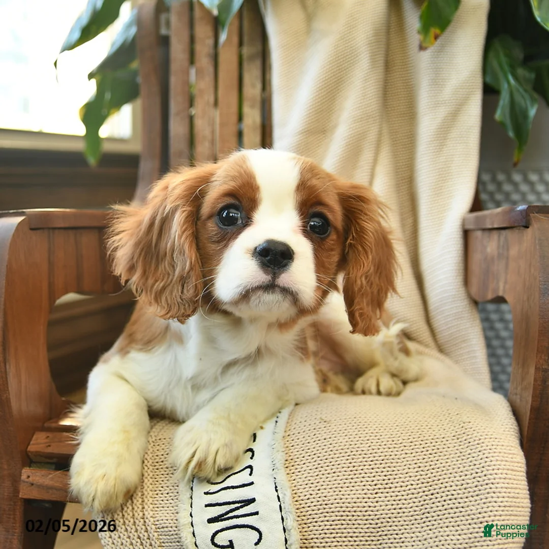Cavalier King Charles Spaniel dogs for sale: Snickers - Ad 5