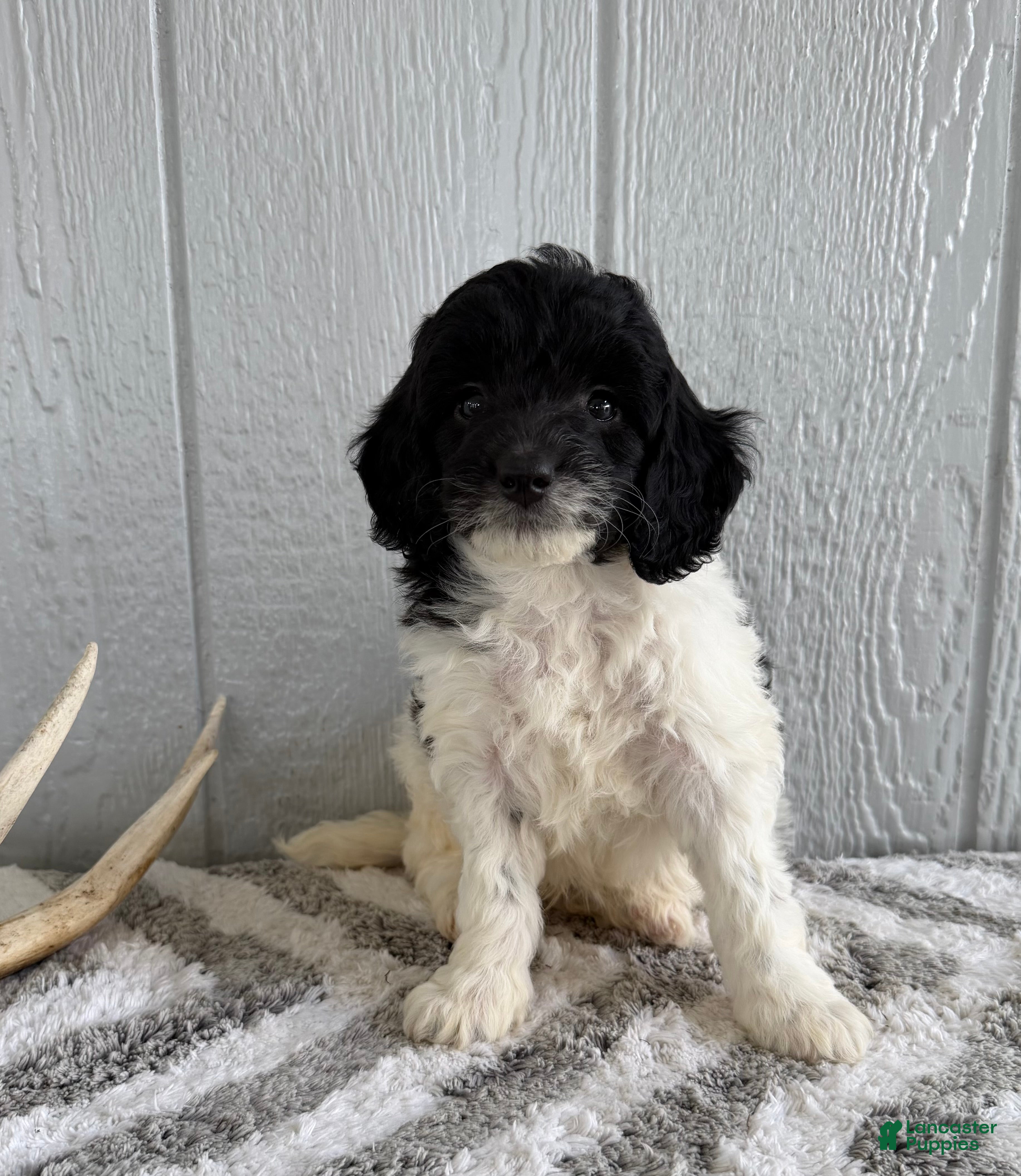 Mini Bernedoodle dogs Saint - Ad 2