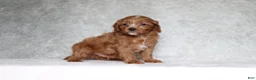 Cavapoo dogs for sale: Beau - Ad 4