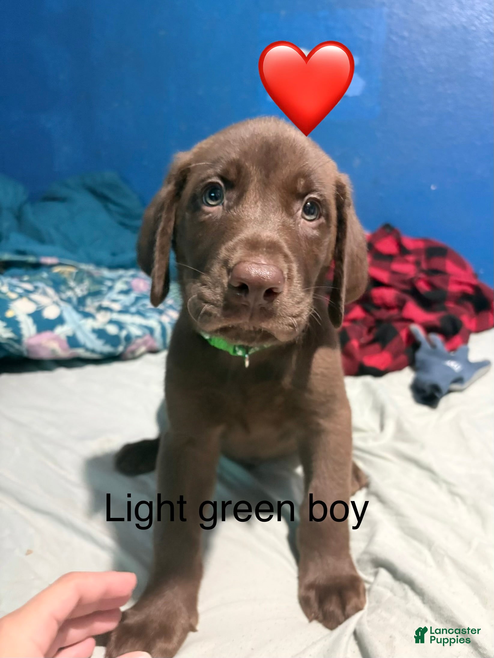 Labrador Retriever dogs Labrador Retriever 3 - Ad 14