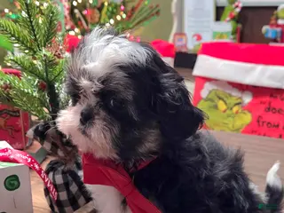 Shih Tzu dogs CRUMPET - Ad 27