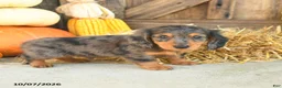 Miniature Dachshund dogs for sale: Jacks - Ad 3