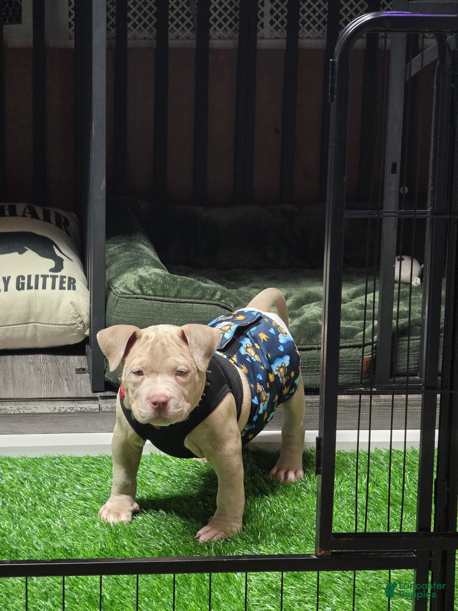 American Bully dogs American Bully 1 - Ad 1