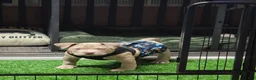 American Bully dogs for sale: American Bully 1 - Ad 3