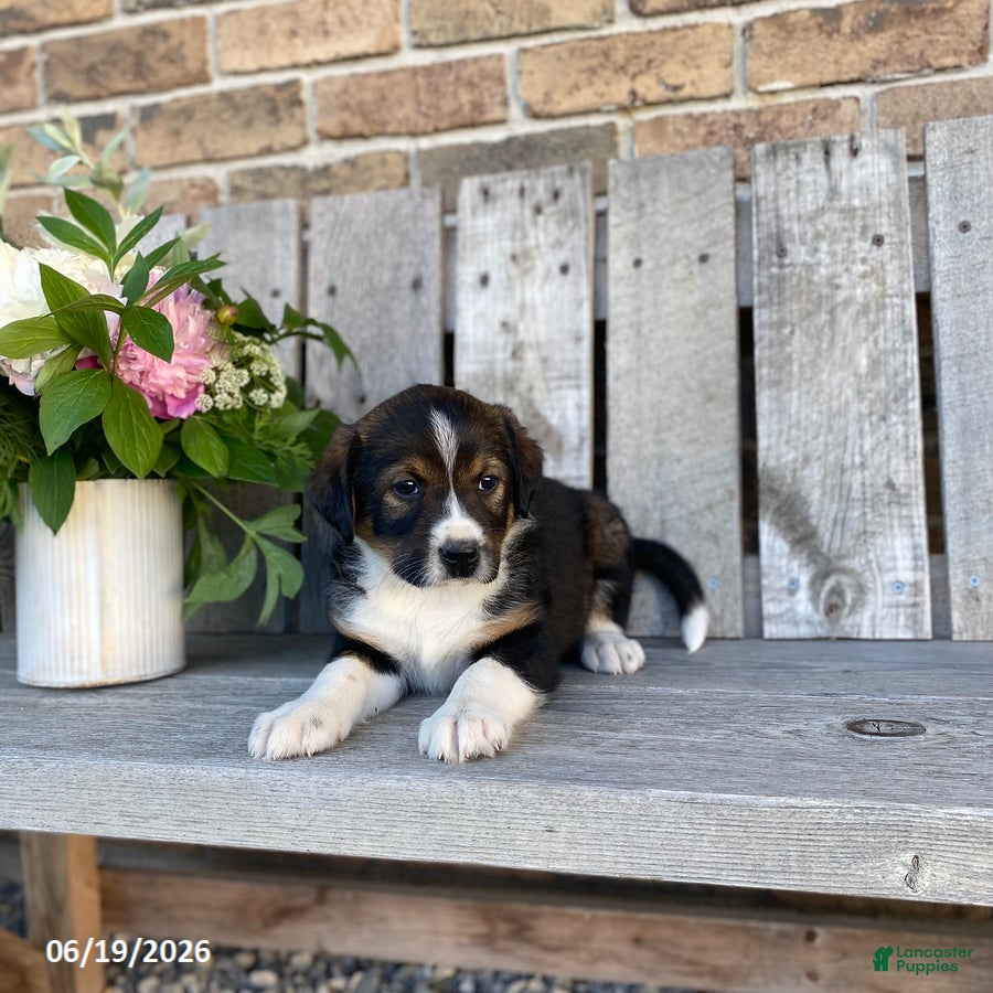 Mixed Breed dogs Barrett - Ad 1