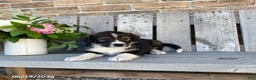 Mixed Breed dogs for sale: Barrett - Ad 1