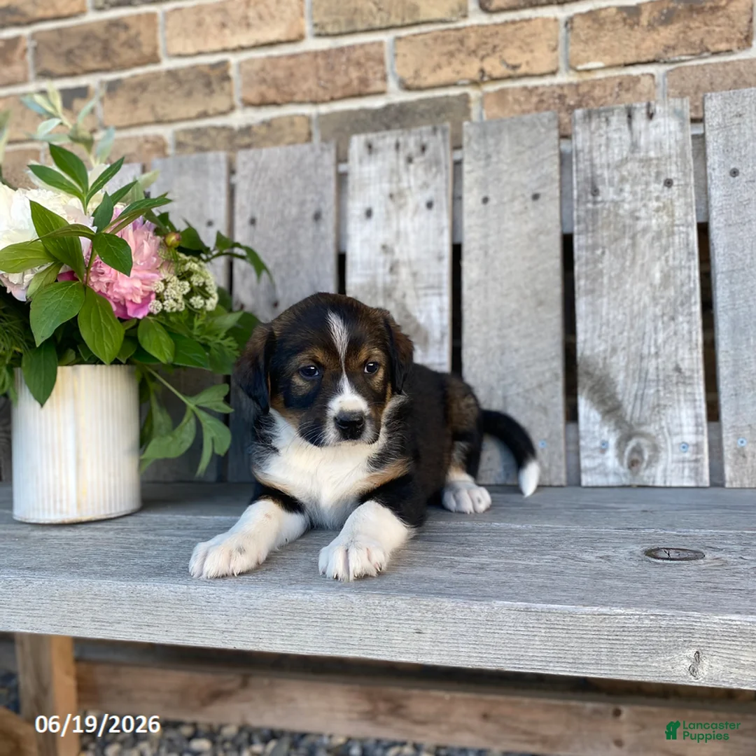 Mixed Breed dogs for sale: Barrett - Ad 1