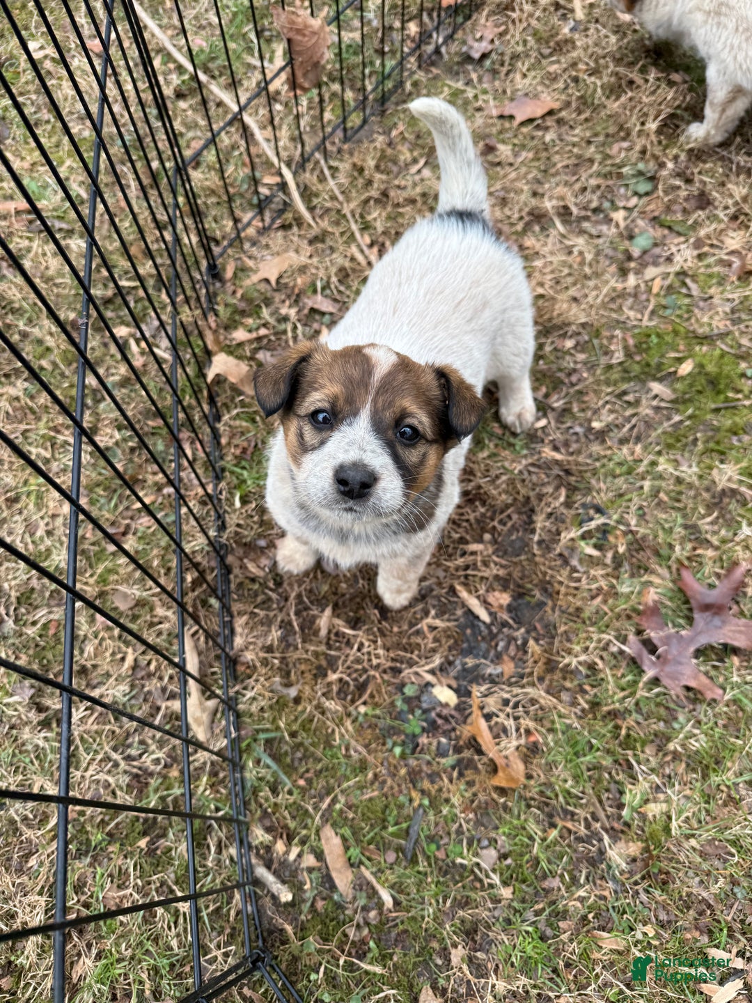 Australian Cattle Dog dogs for sale: Australian Cattle Dog Puppy 6 - Ad 1
