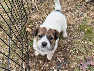 Australian Cattle Dog dogs Australian Cattle Dog Puppy 6 - Ad 5