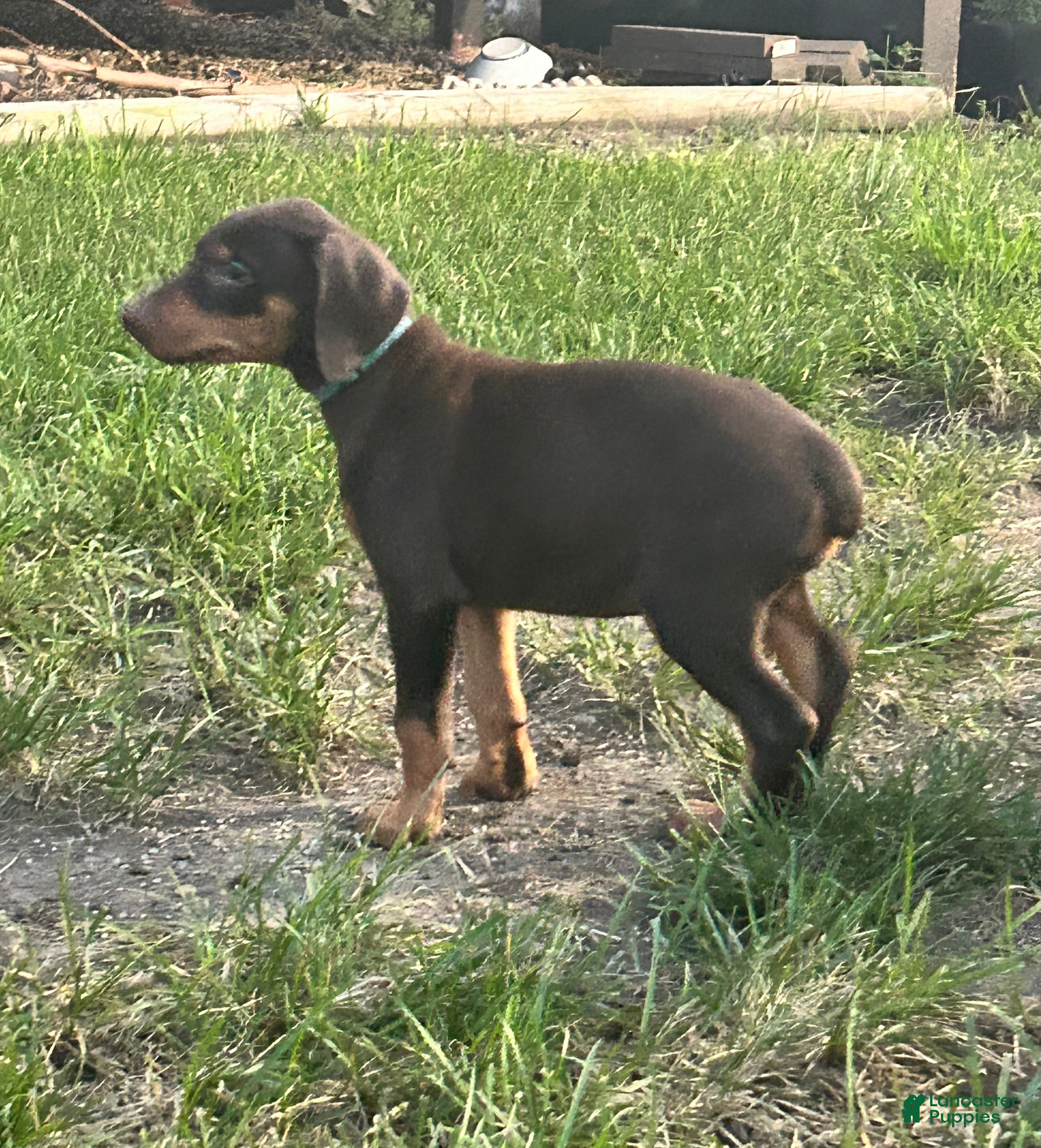 Doberman Pinscher dogs Blue collar  - Ad 1