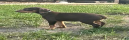 Doberman Pinscher dogs for sale: Blue collar  - Ad 1