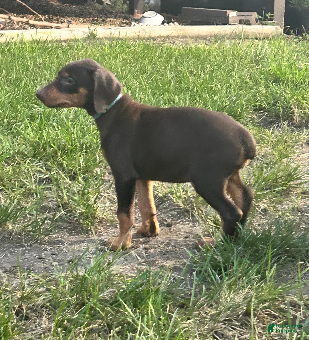 Doberman Pinscher dogs for sale: Blue collar  - Ad 1