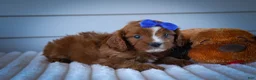 Cavapoo dogs for sale: Kyle🐾 - Ad 12
