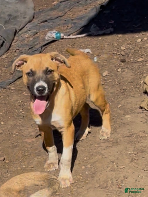 Mixed Breed dogs Ember - Ad 21