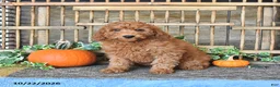 Mini Goldendoodle dogs for sale: Arlo - Ad 3