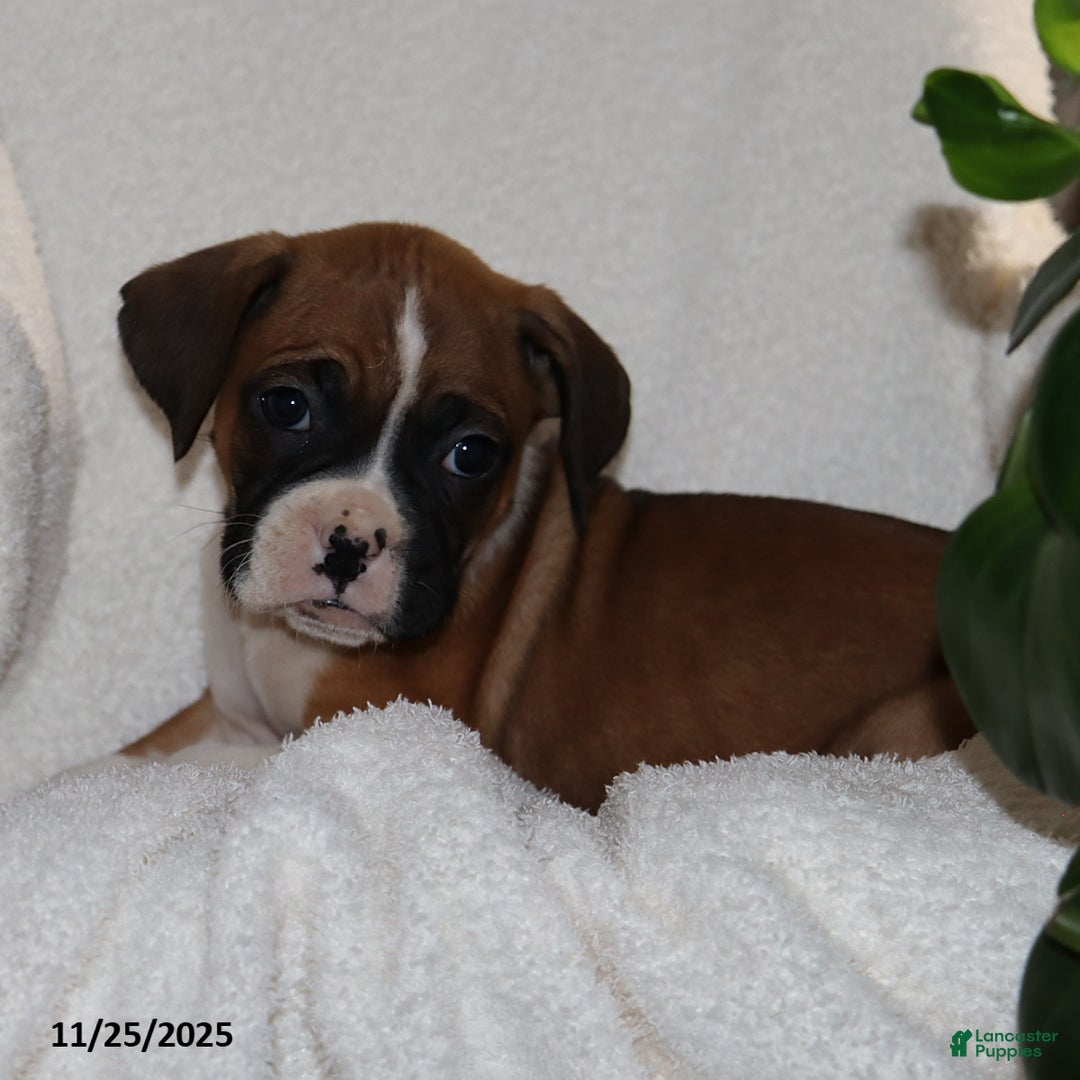 Mixed Breed dogs for sale: Louie - Ad 2