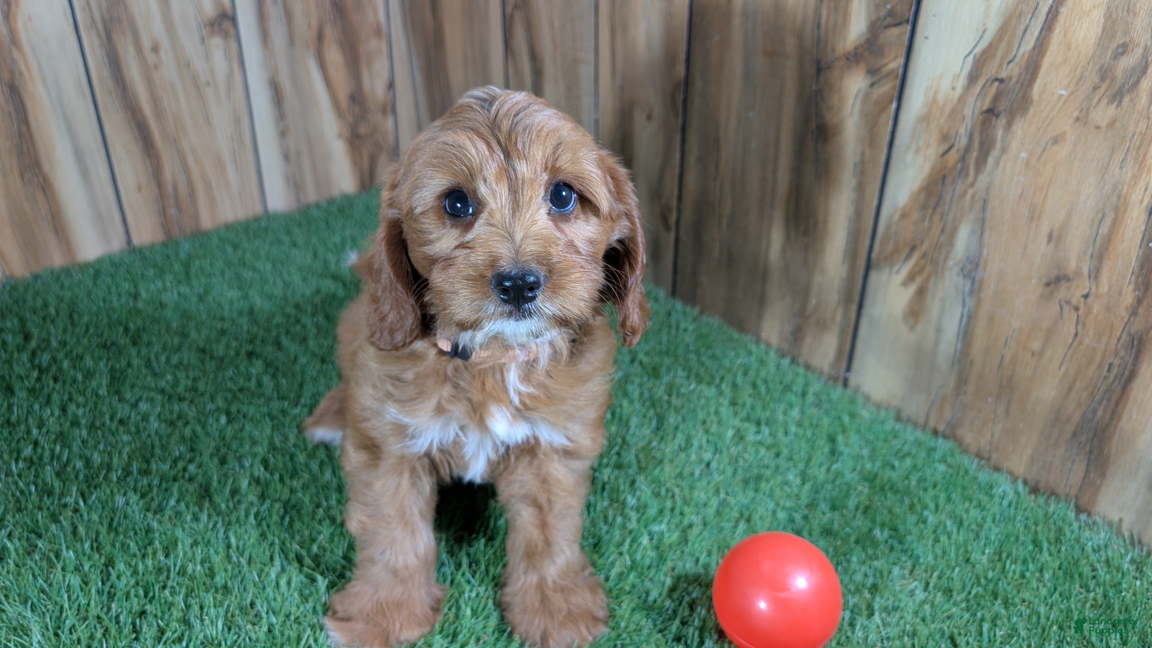 Cavapoo dogs Jazzy Boy 6 - Ad 2