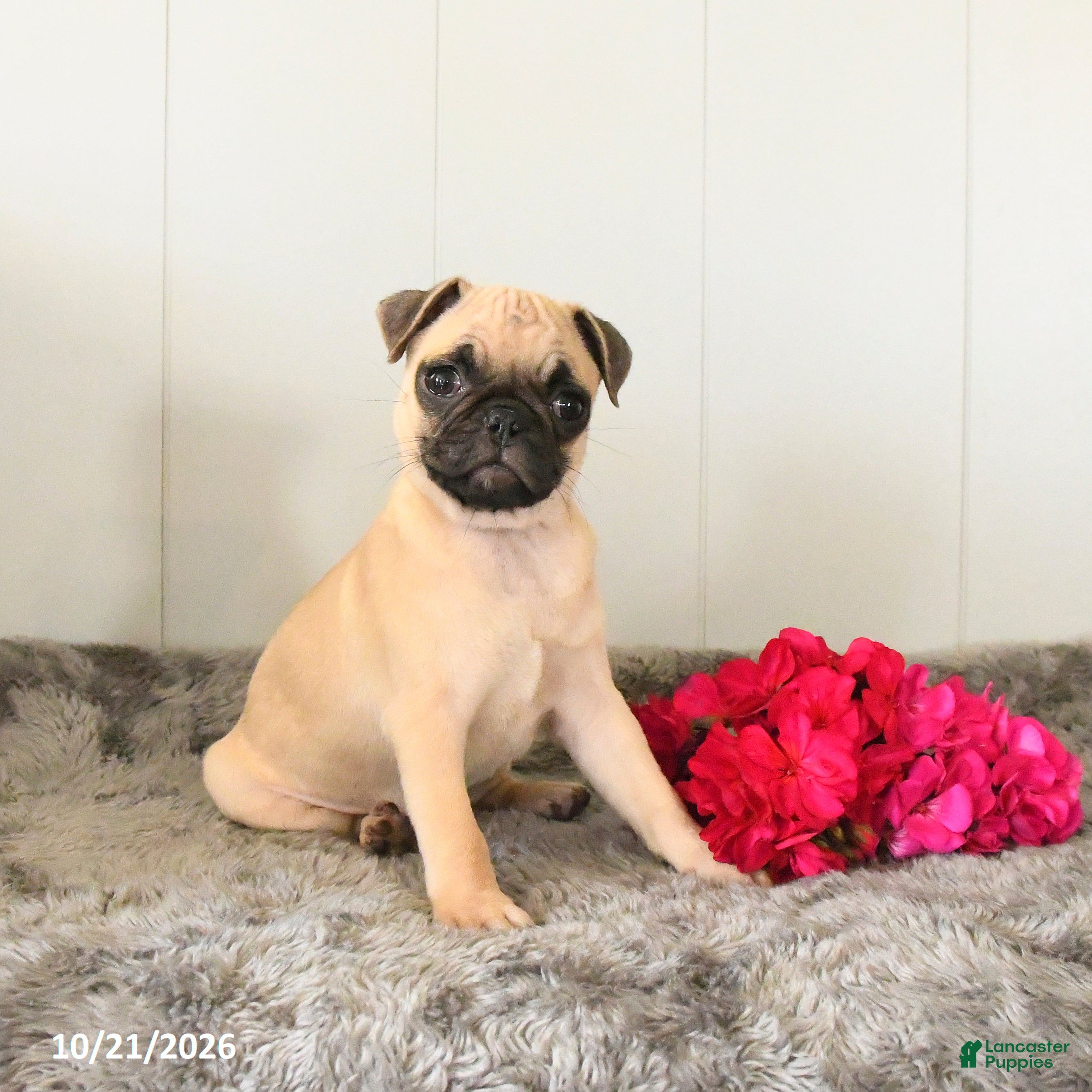 Pug dogs Macey - Ad 2