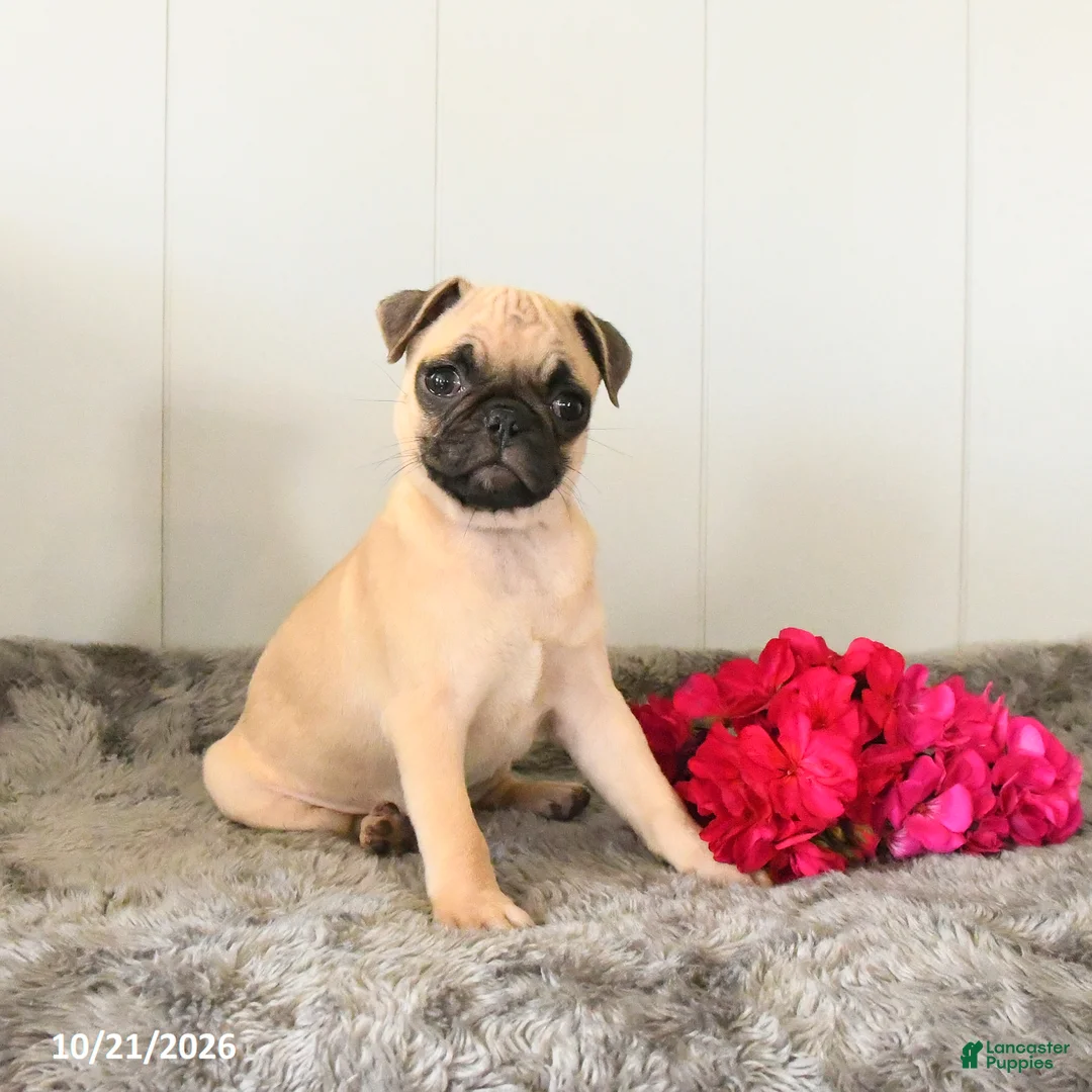 Pug dogs for sale: Macey - Ad 2