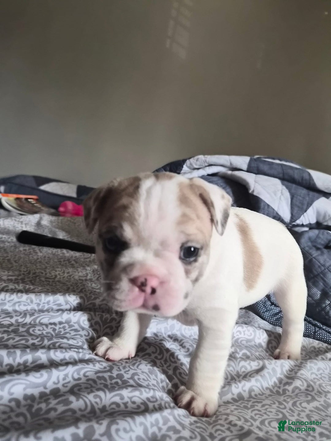 French Bulldog dogs for sale: Angel  - Ad 2